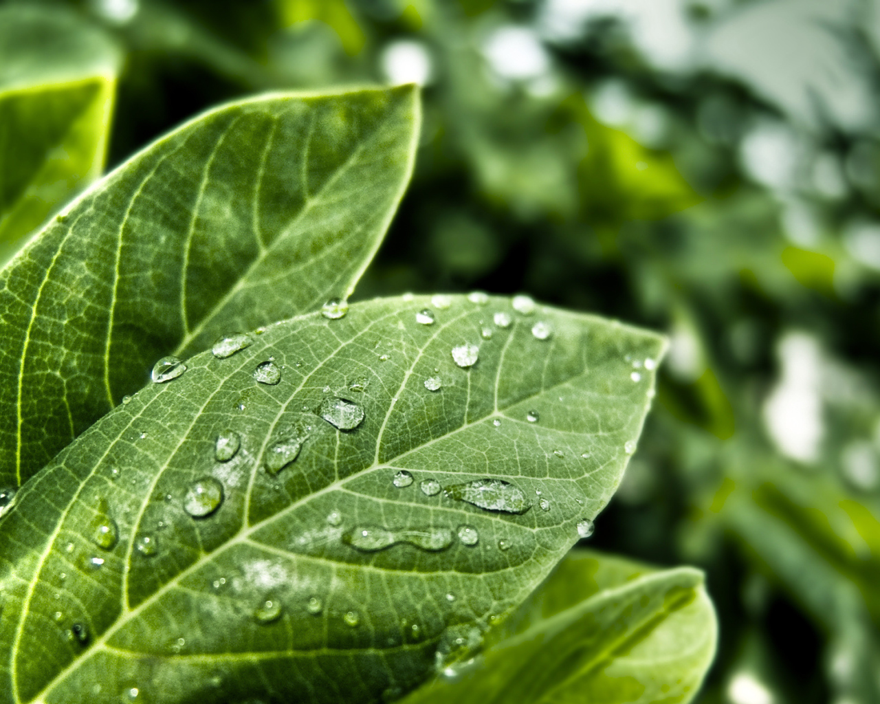 Мокрые листья