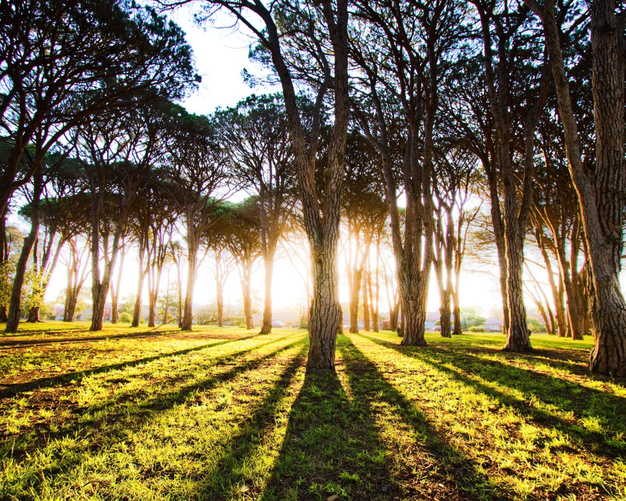 Длинные тени деревьев