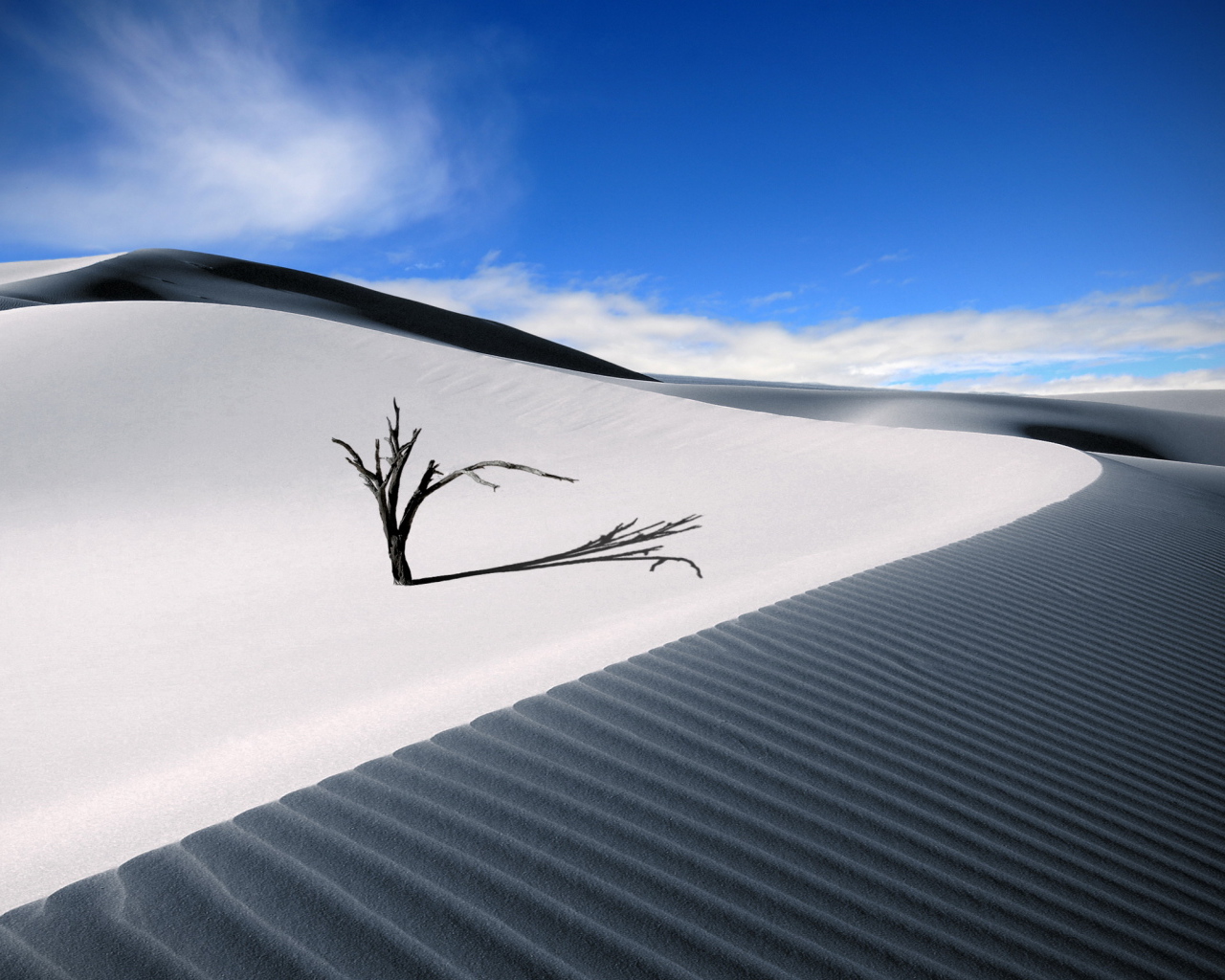 Ветка в пустыне