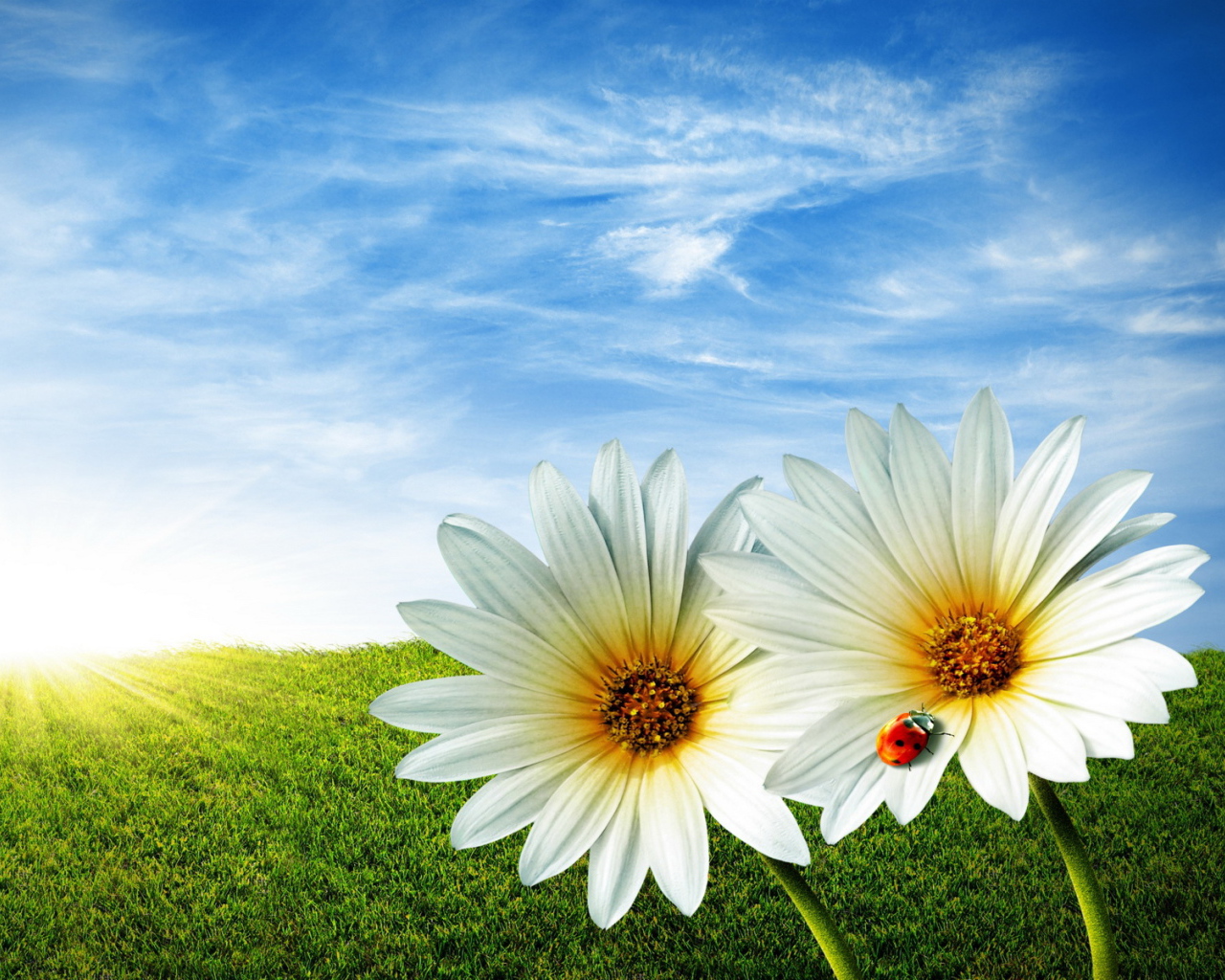 Ромашки в поле