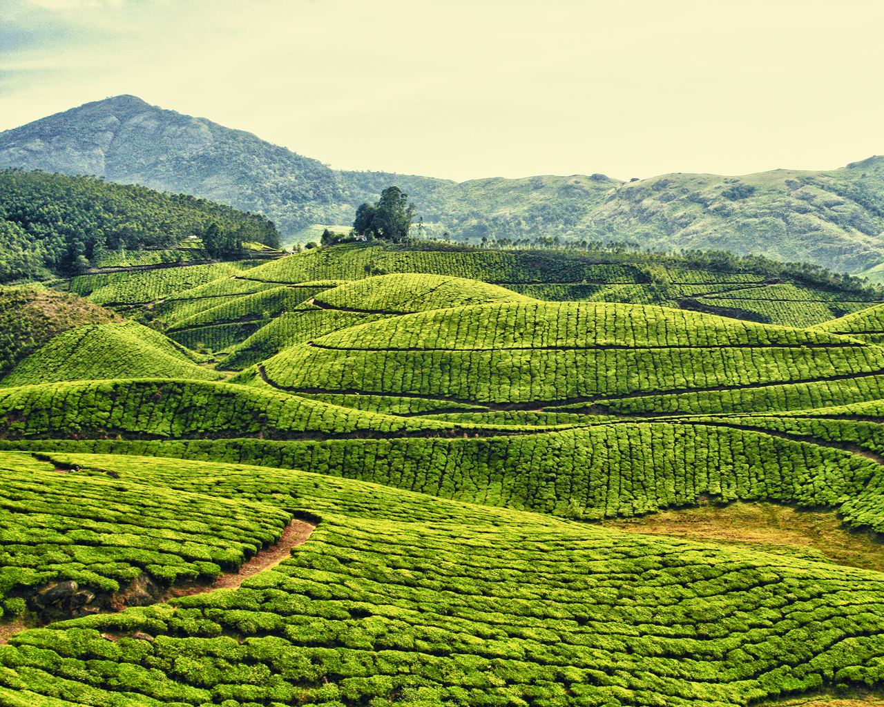 Плантации в Индии