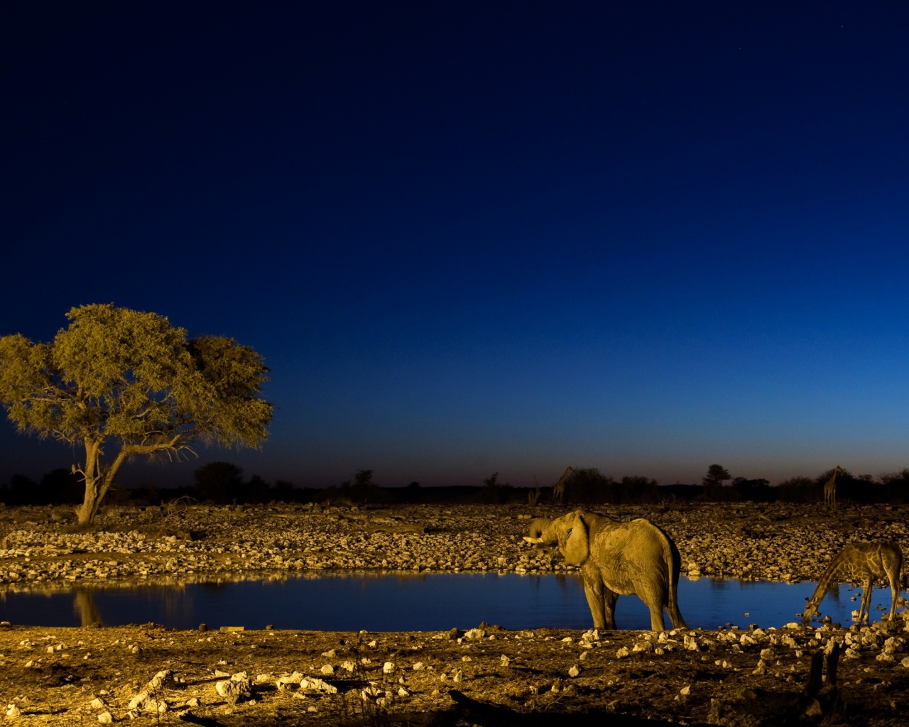 Ночная Африка