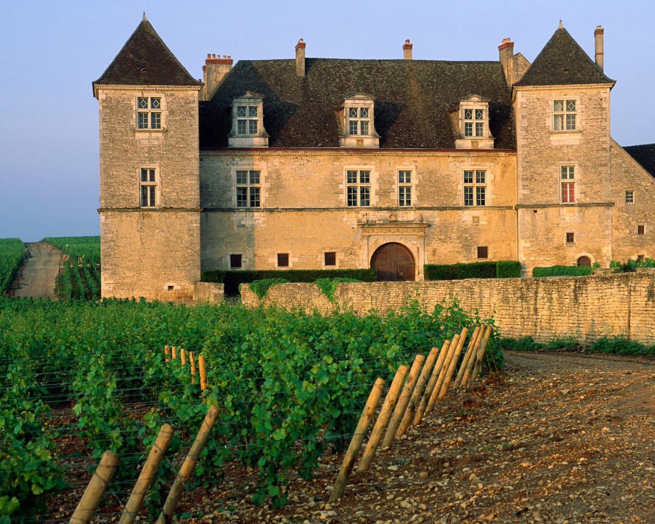 Виноградник возле замка