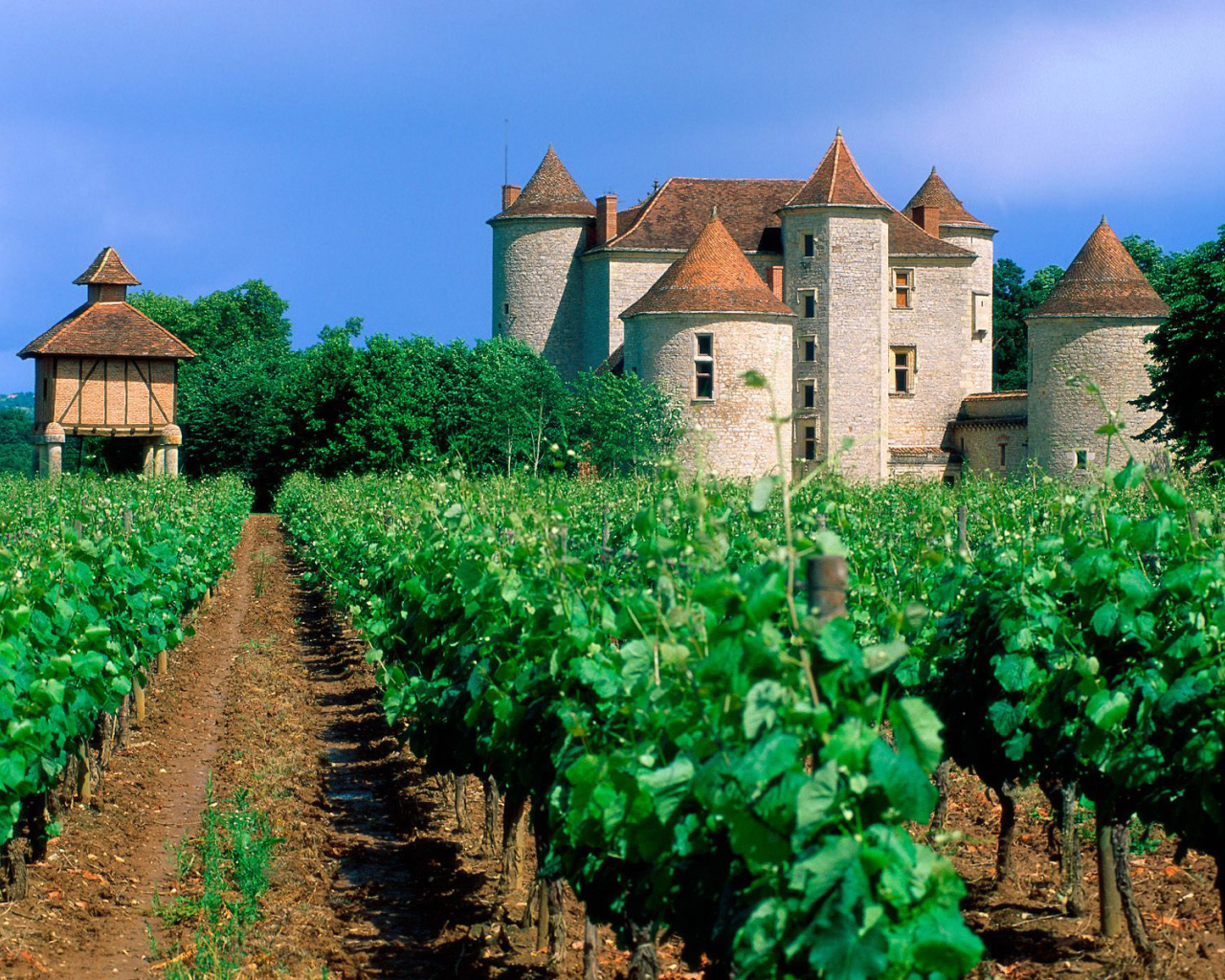 Франция Виноградник