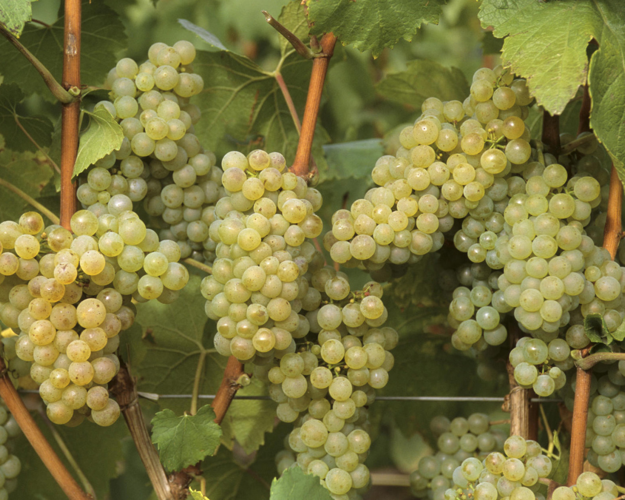 Виноград Франция