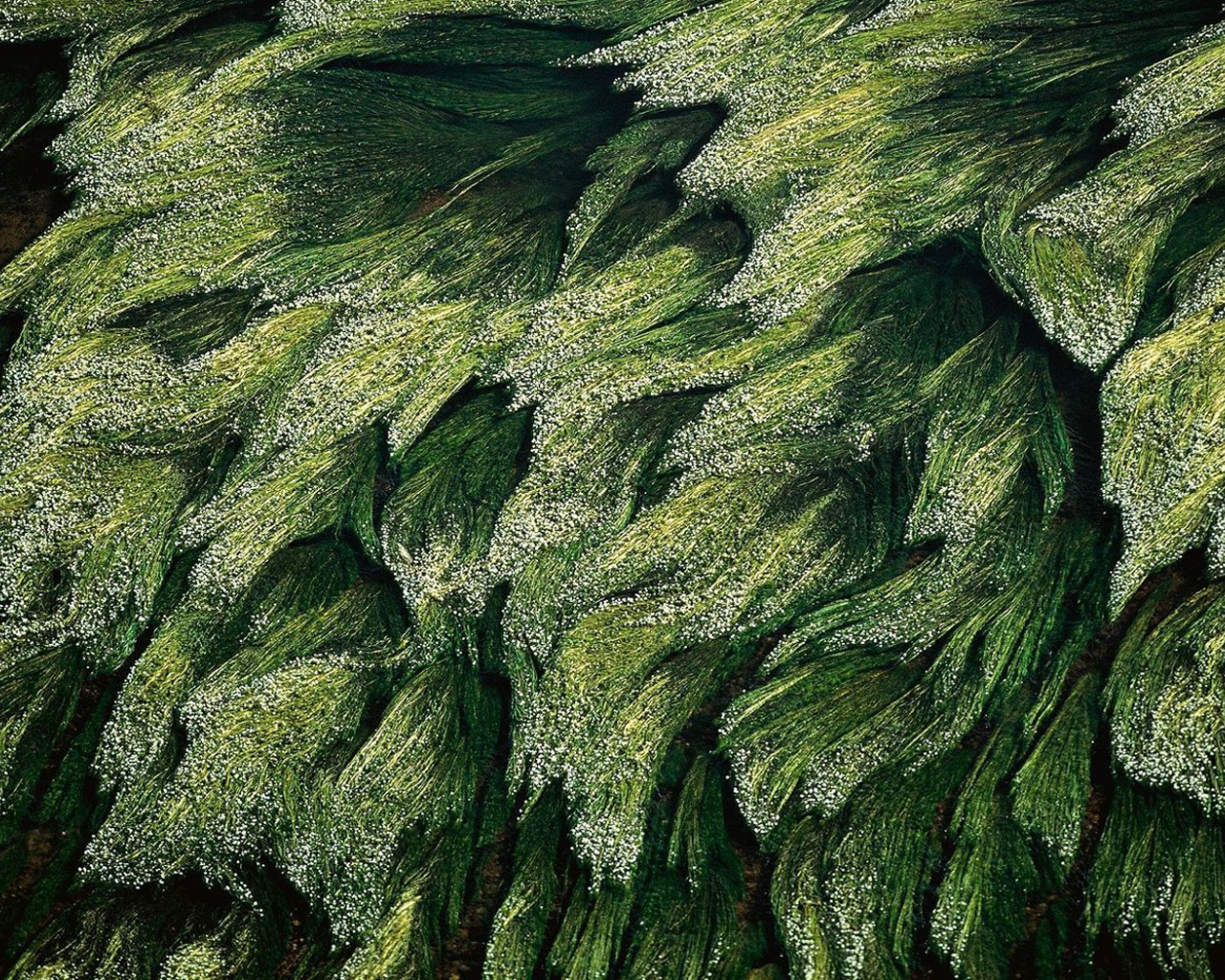 Трава в Луире