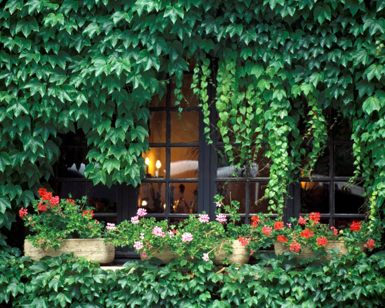 Заросли на домике