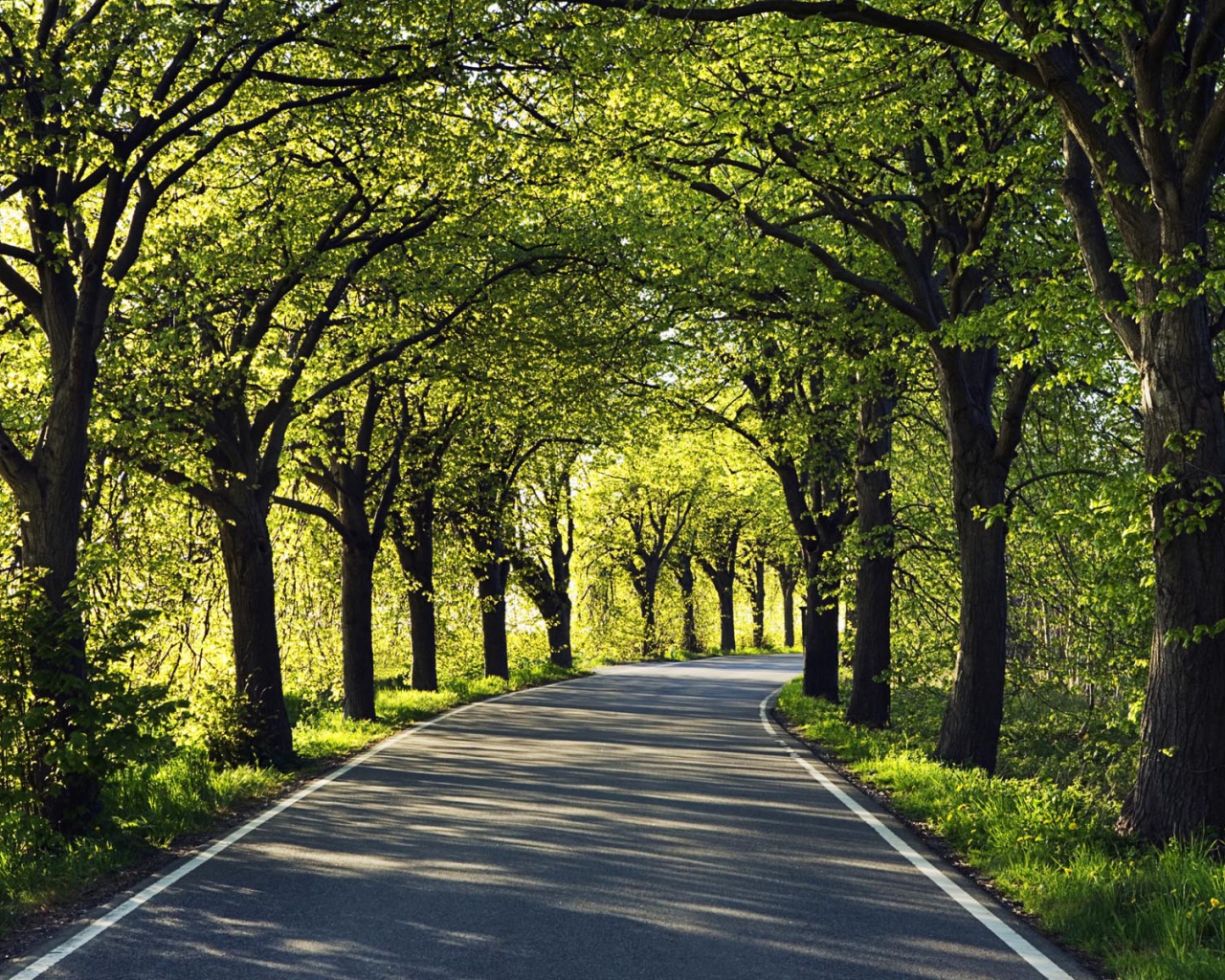 Дорога через парк