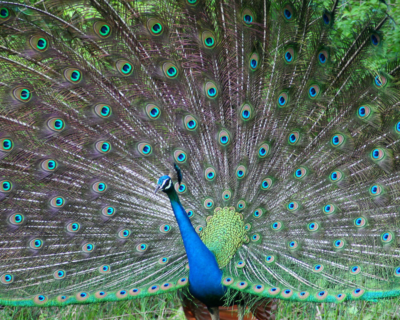 Индийский павлин