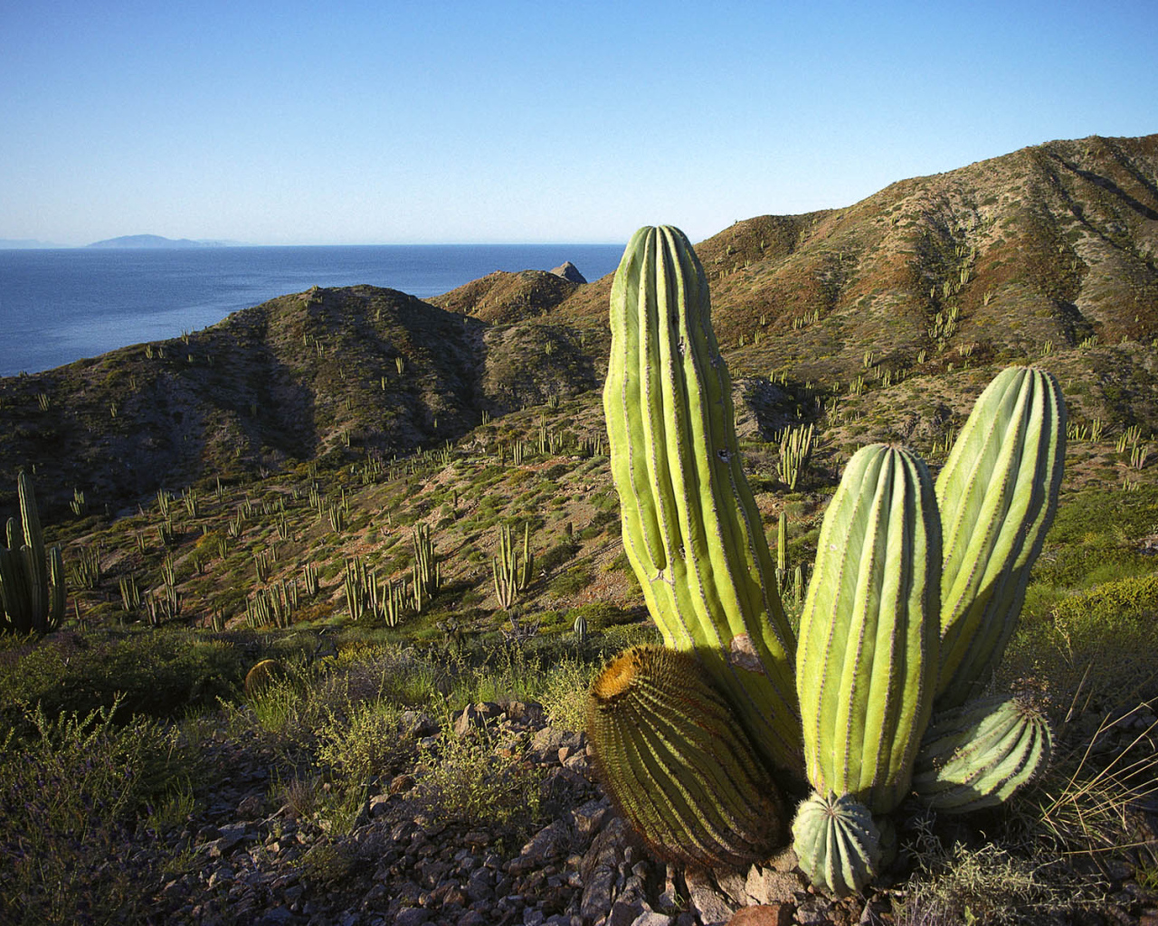 Мексика кактусы текила