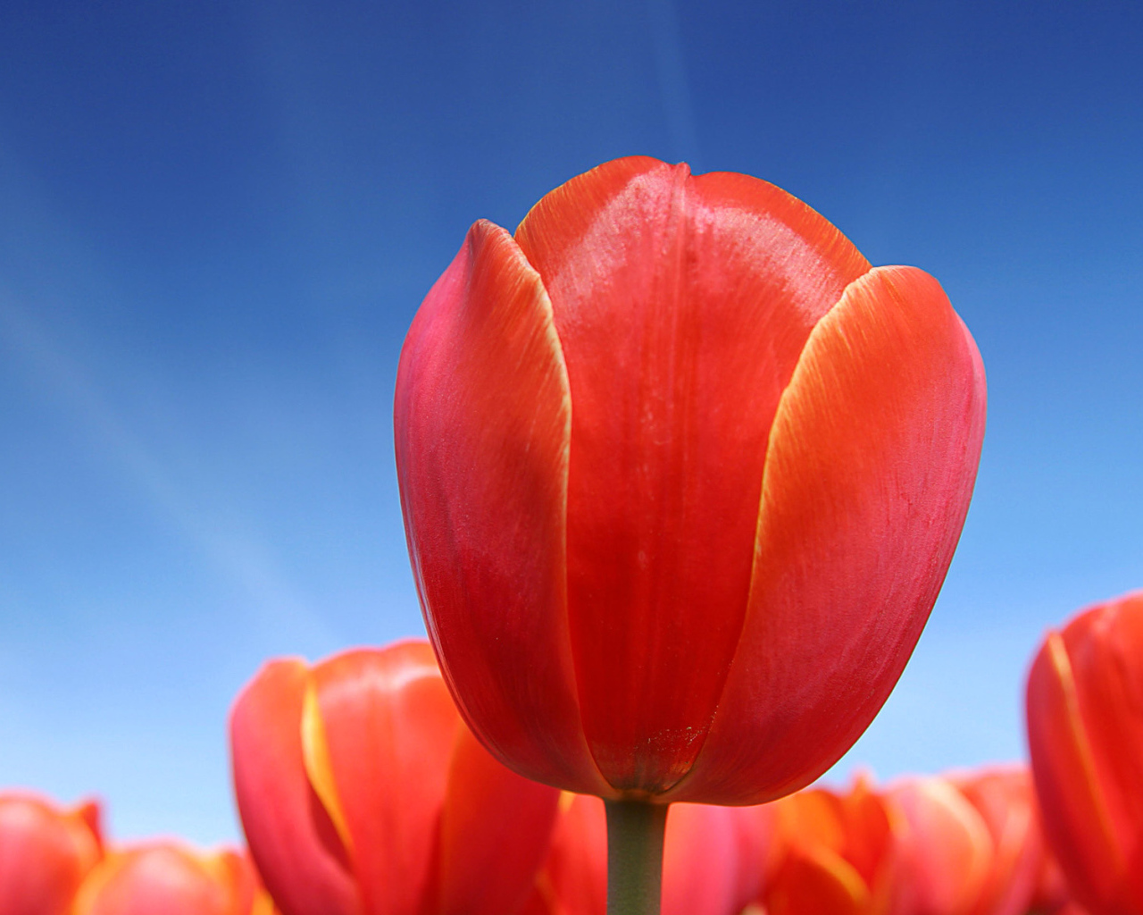 Цветы в Голандии