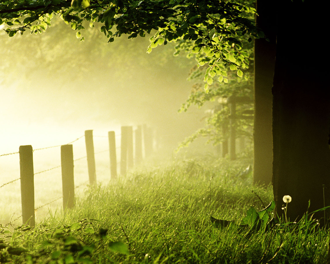 Солнечный летний день