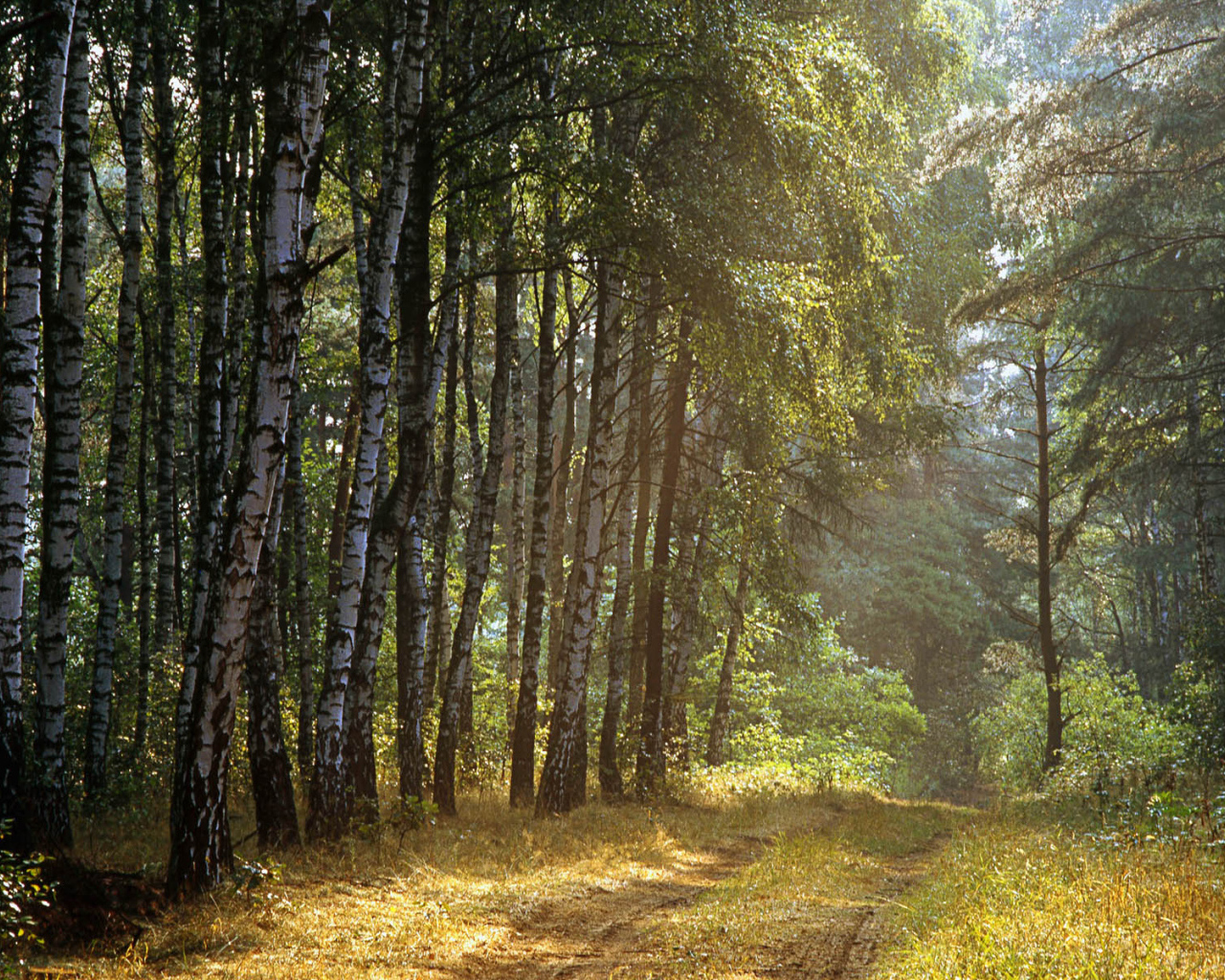 Польский лес