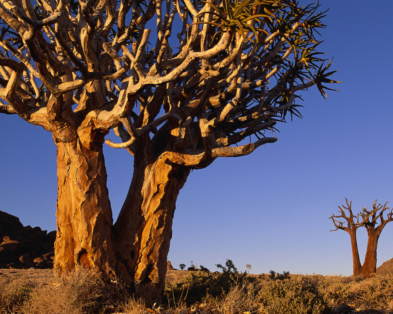 Сухое ветвистое дерево
