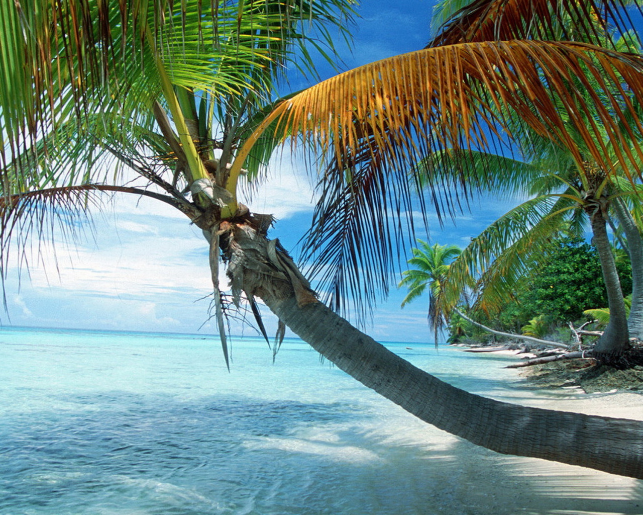 Французская Полинезия, раскинувшаяся пальма