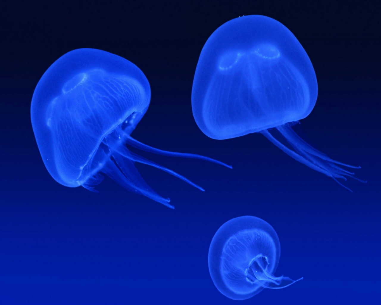 Неоновые медузы