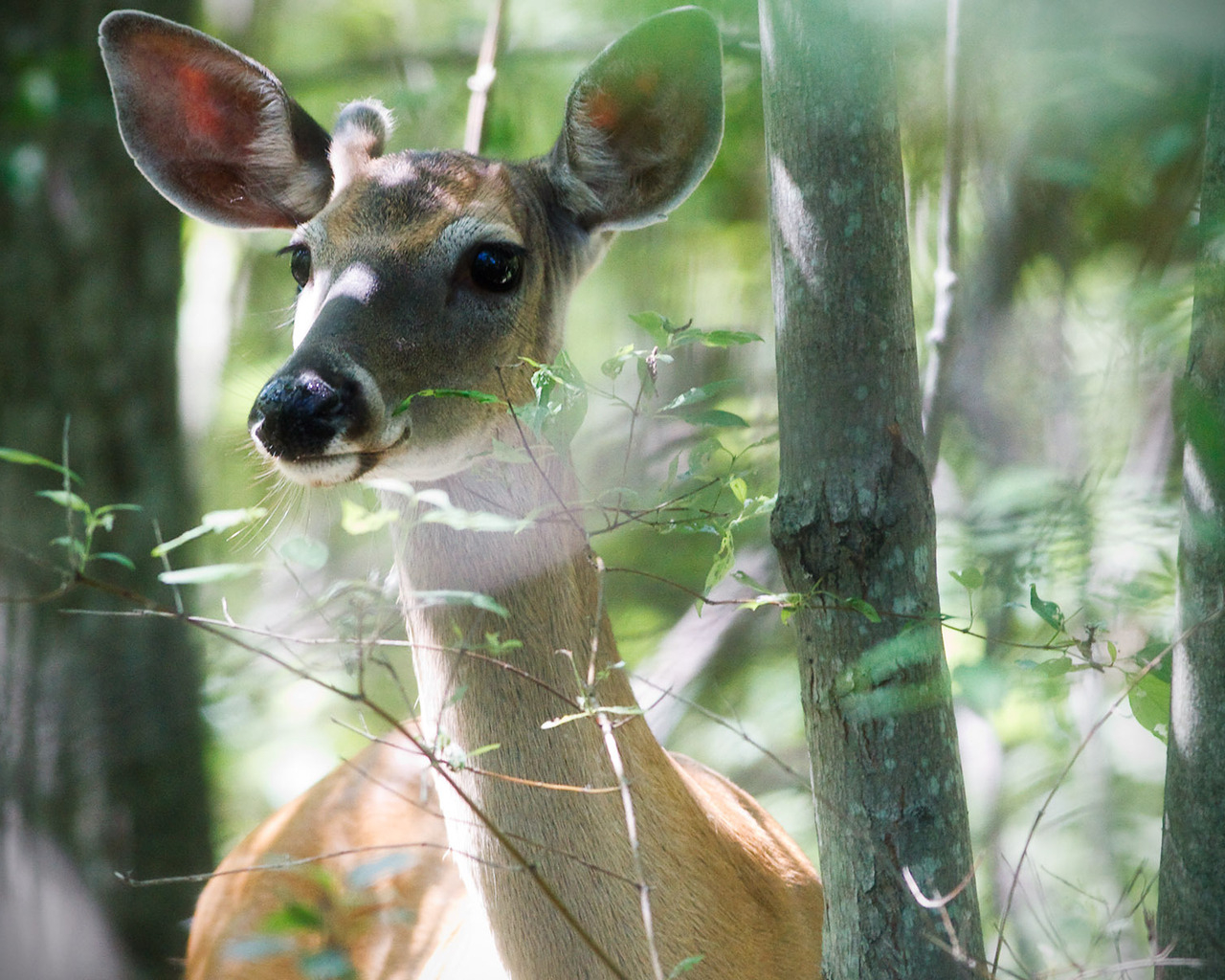 Молодой олень