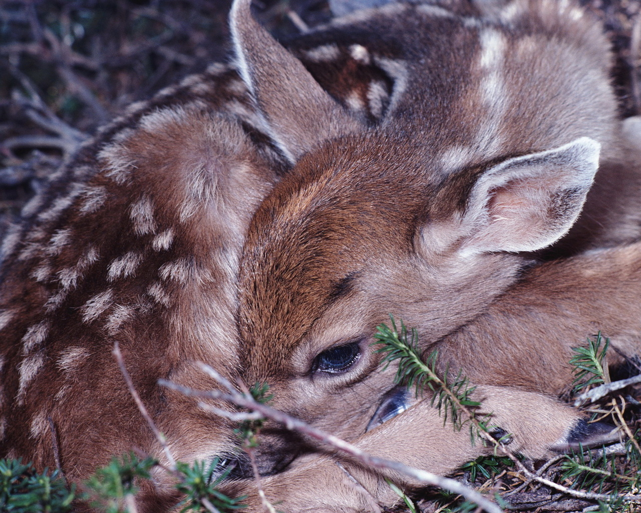 Маленький олененок