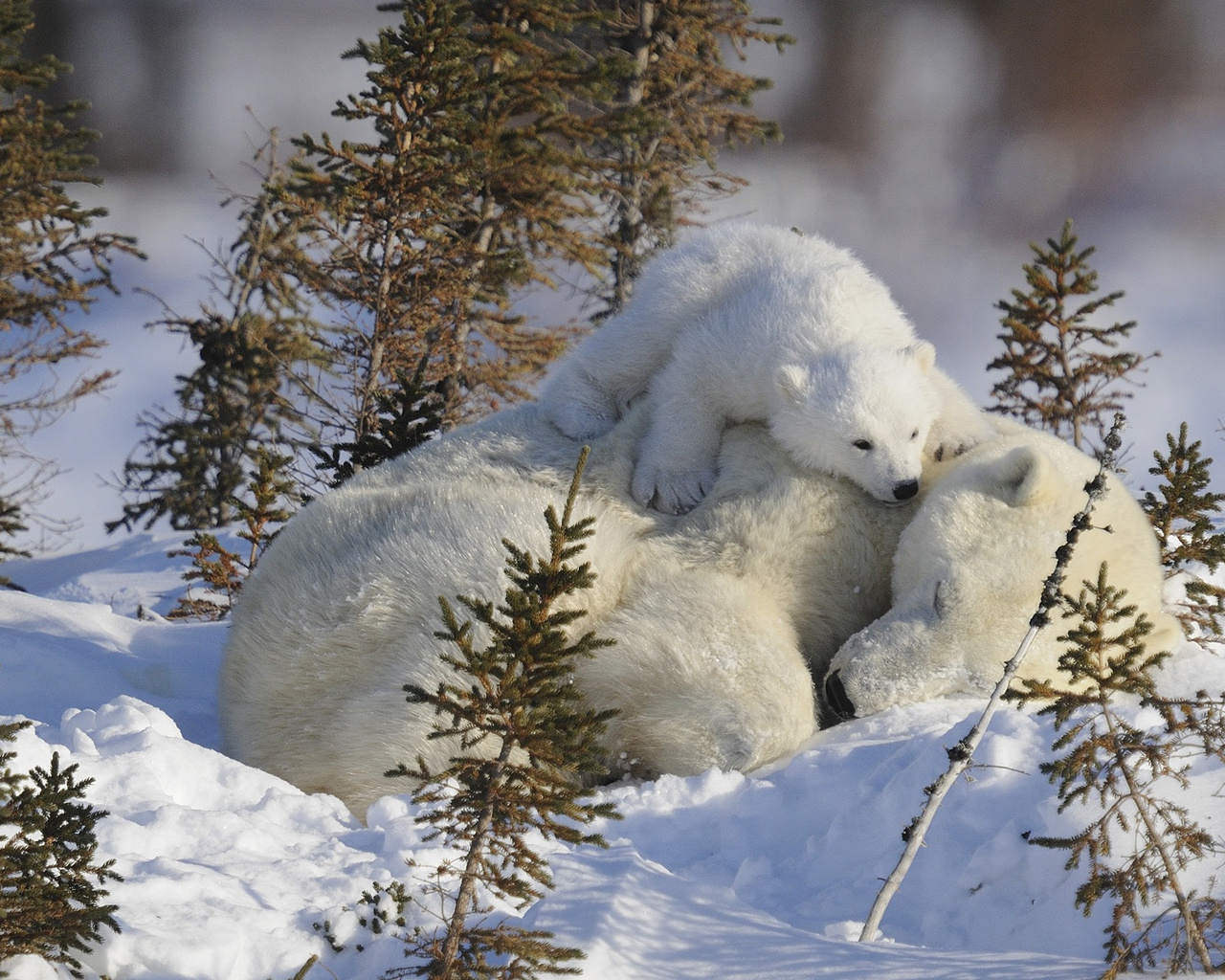 Медведица и малыш