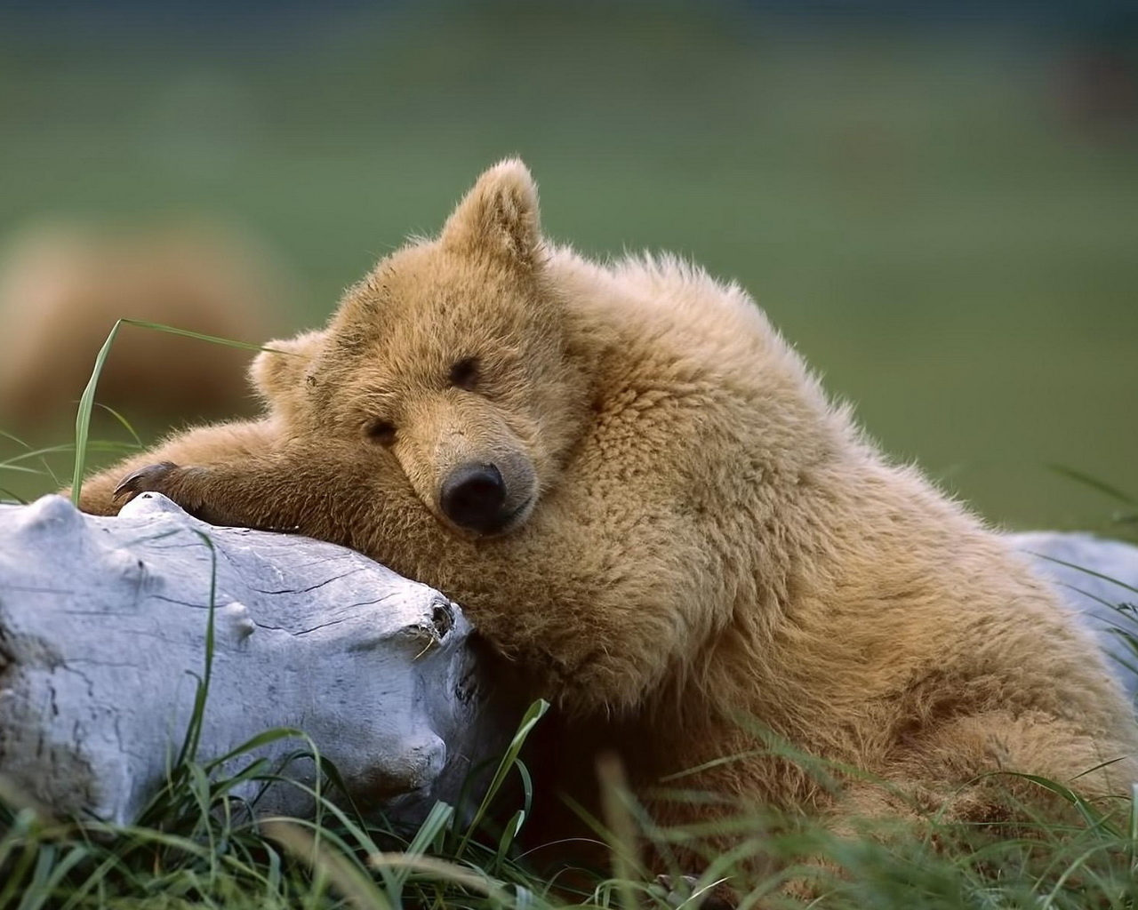 Медведь около ствола