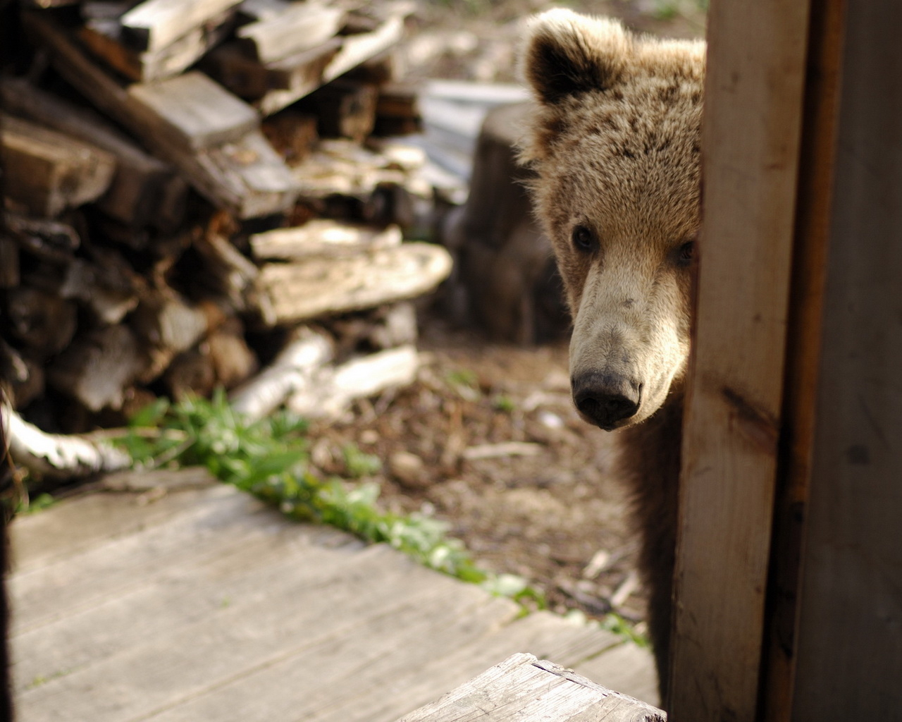 Медведь за дверью