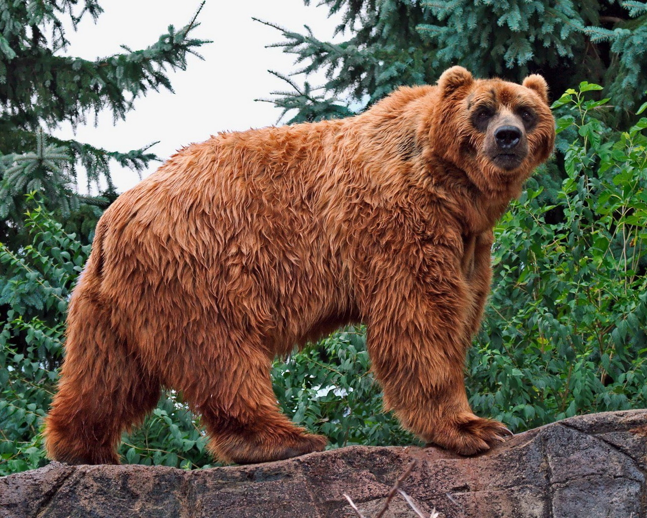 Медведь в лесу