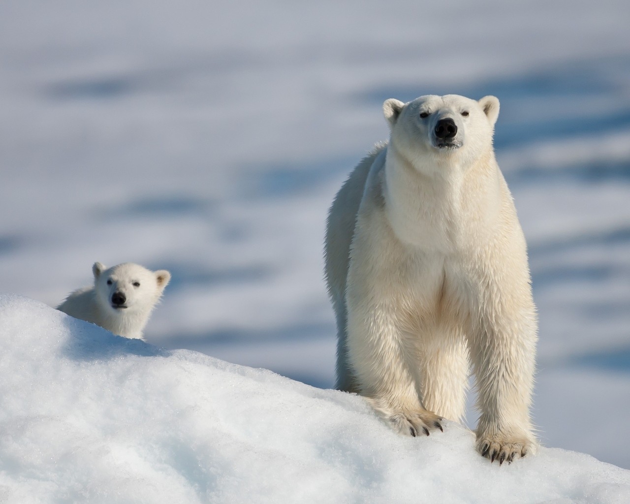 Медведица с малышом
