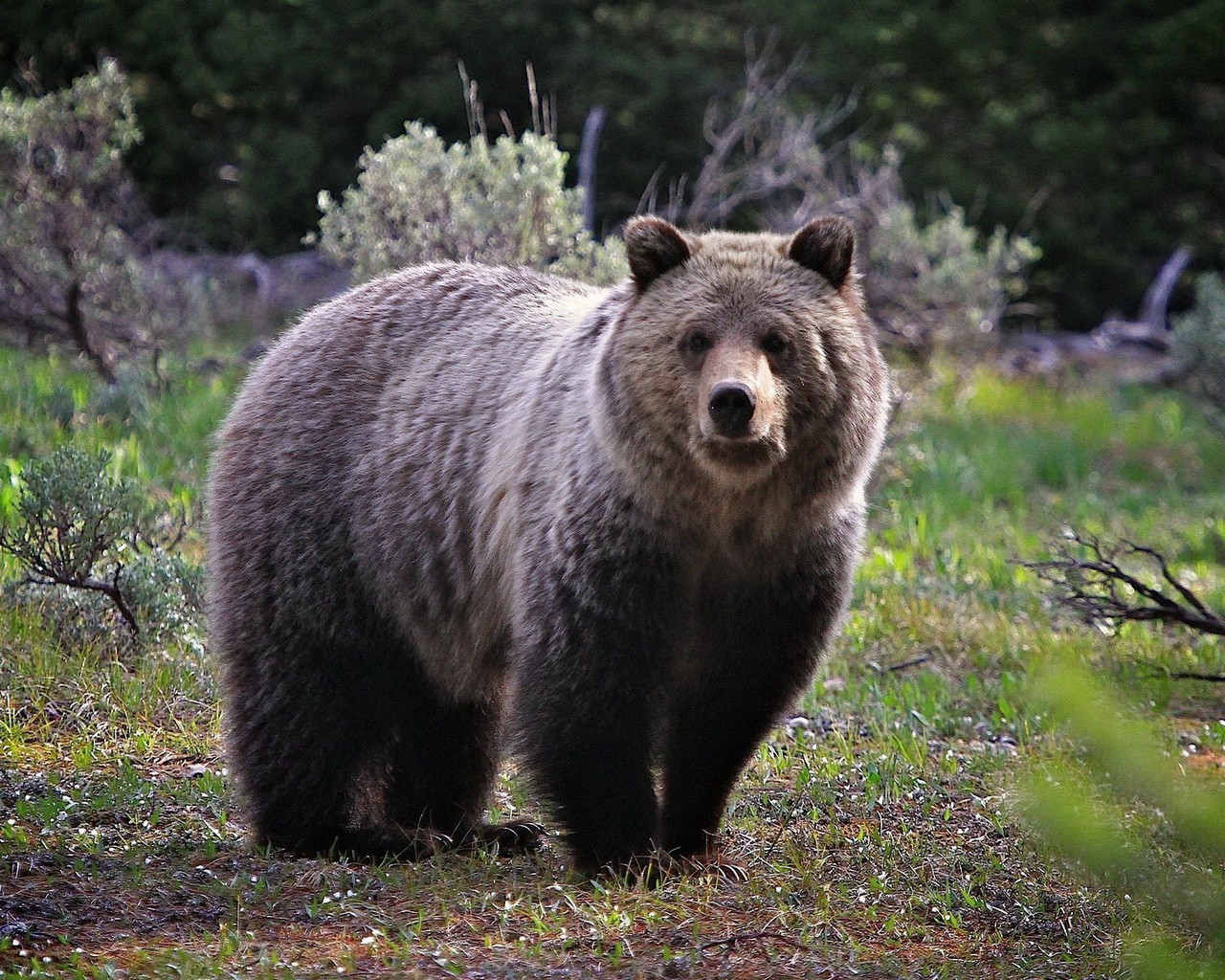 Бурый медведь