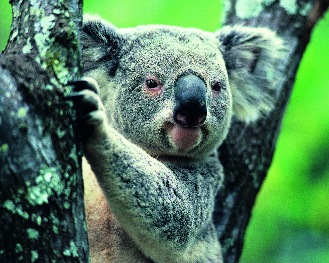 Коала на ветке