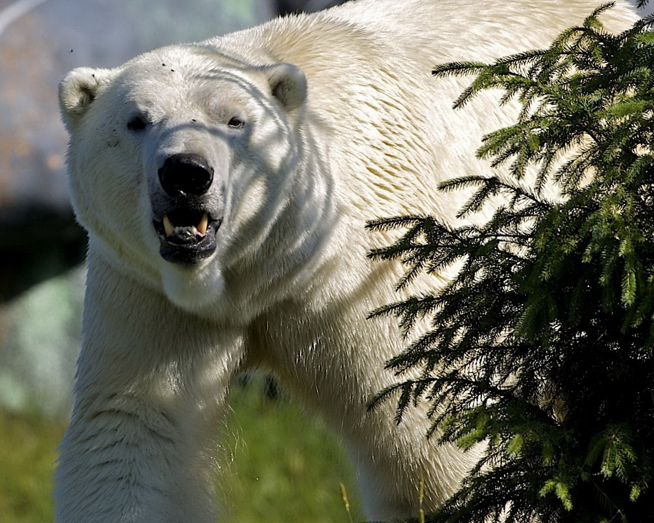 Белый медведь за елкой
