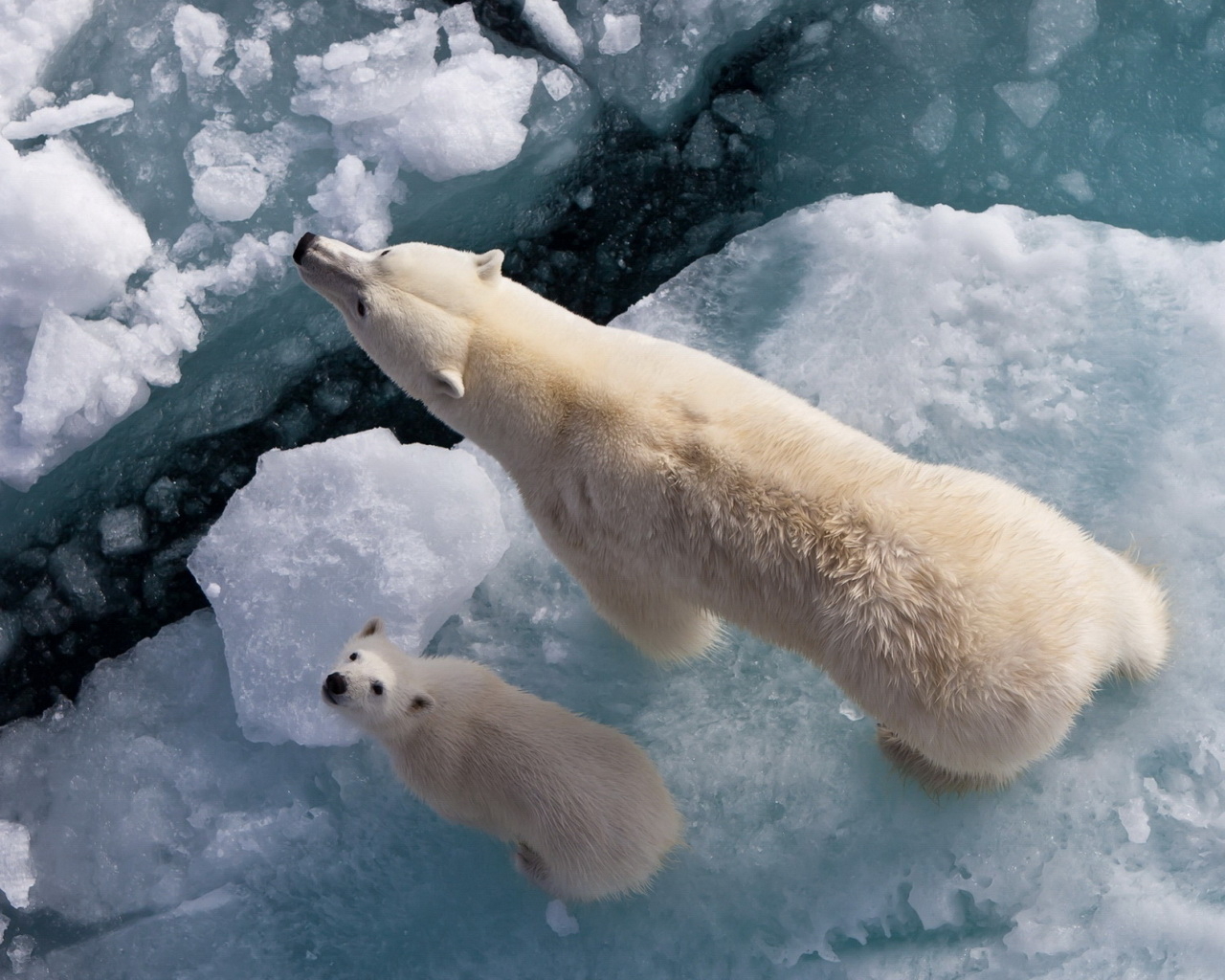 Белый медведь с медвежонком