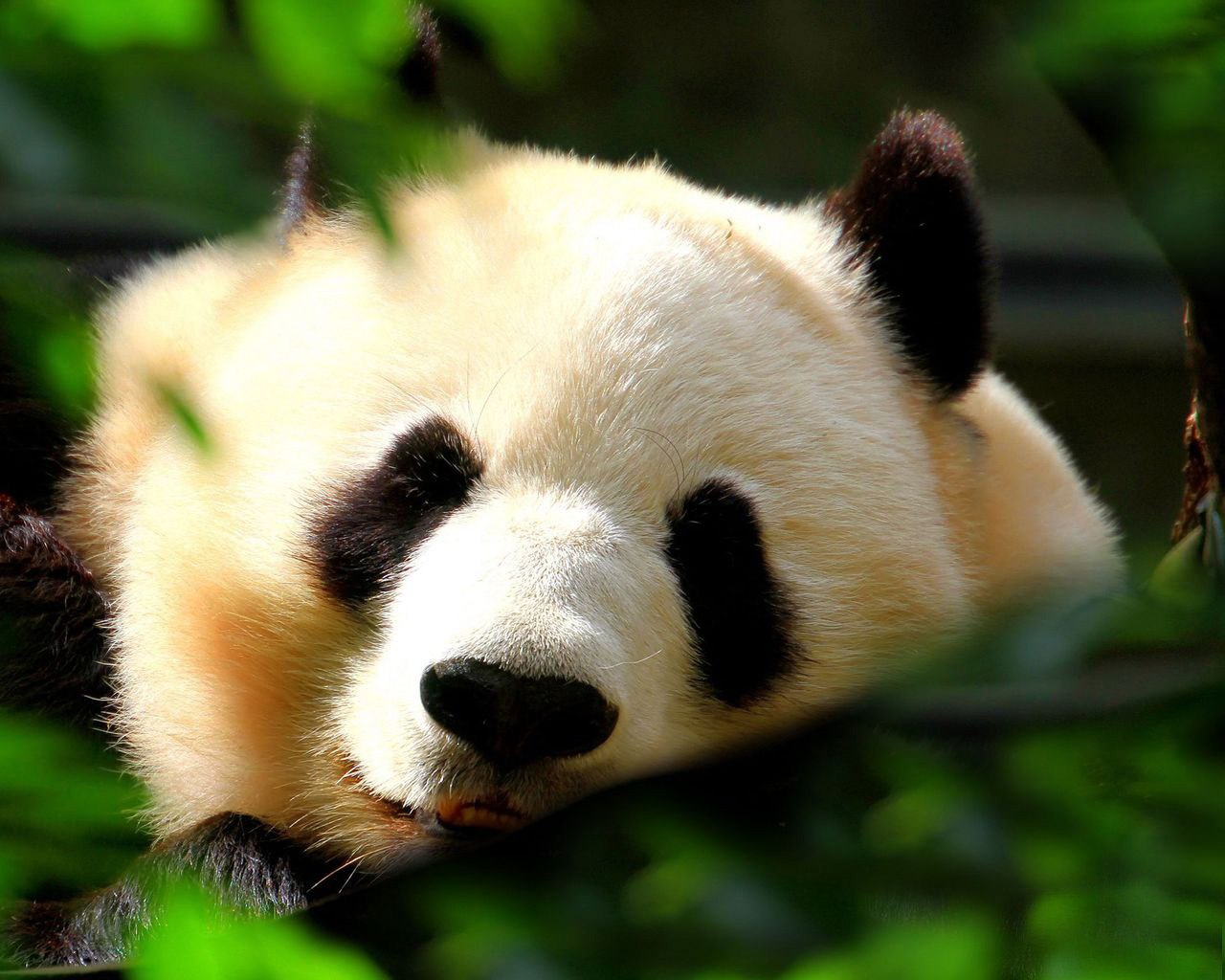 Спящая панда