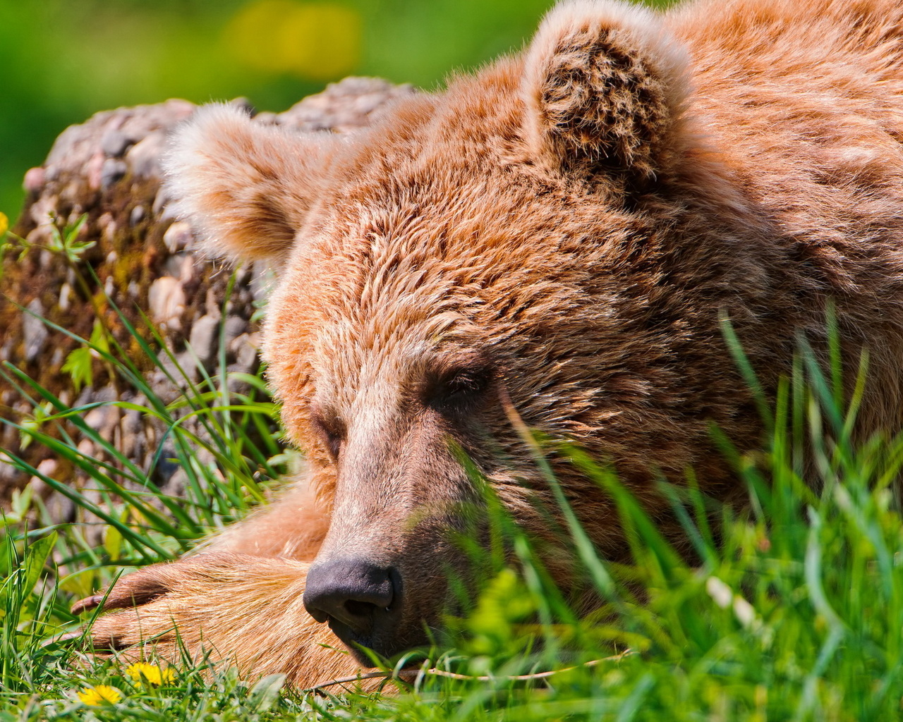 Спящий медведь