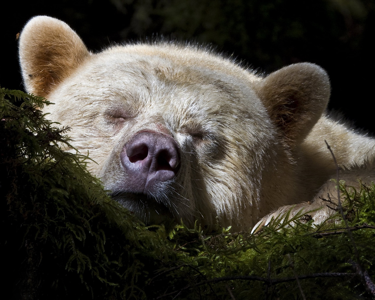 Спящий медведь