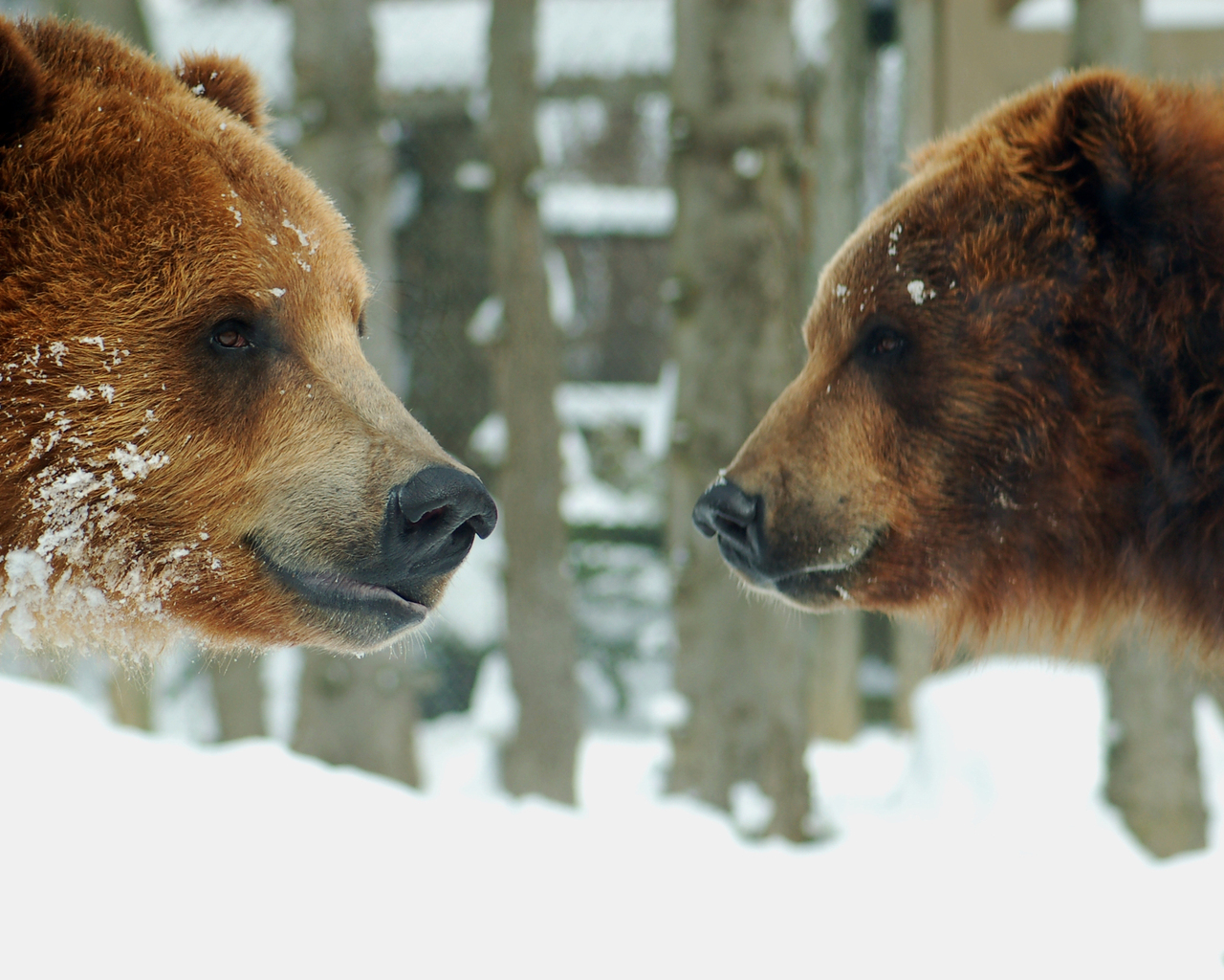 Два медведя