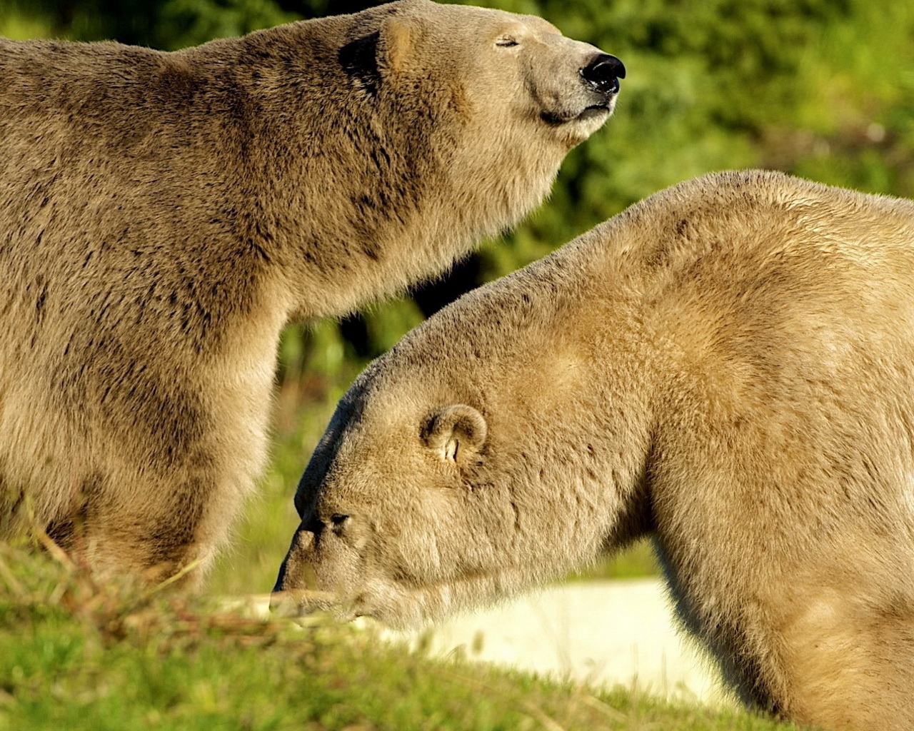 Два белых медведя