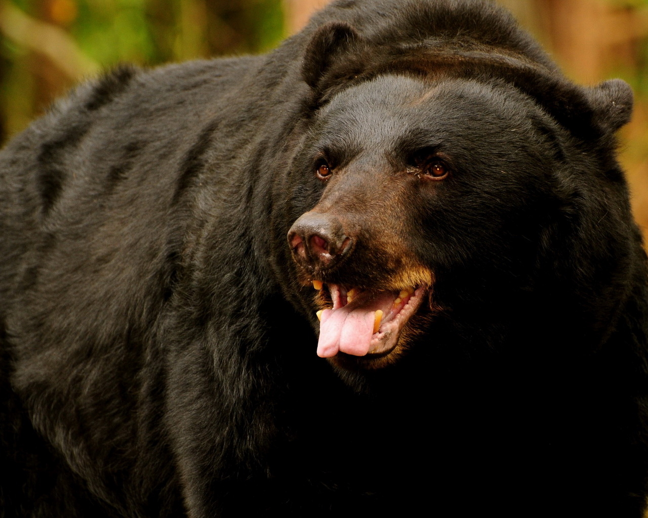 медведь Грызли