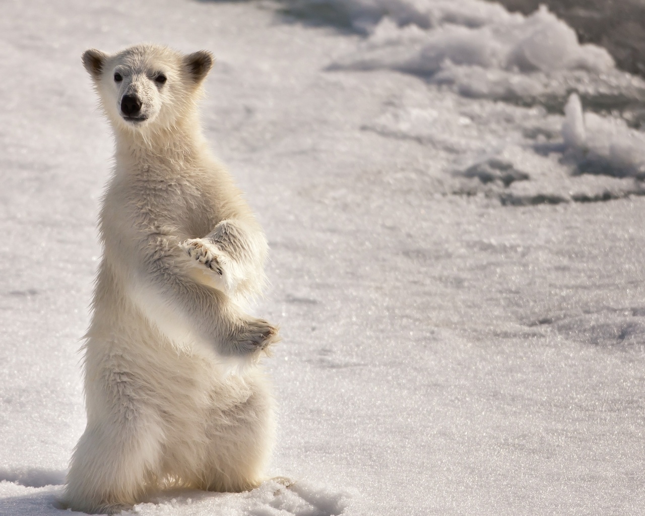 Белый медвежонок