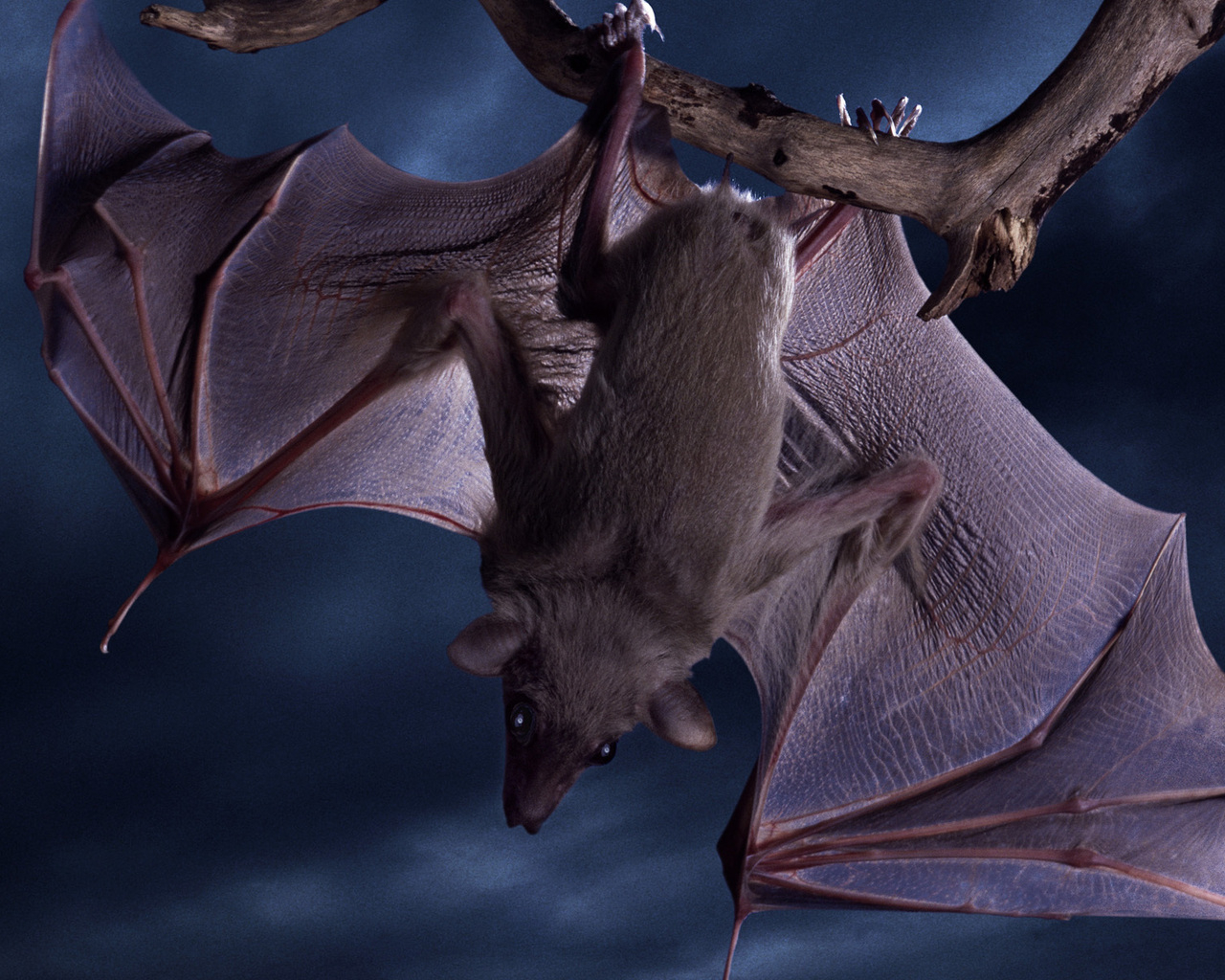 Летучая мышь