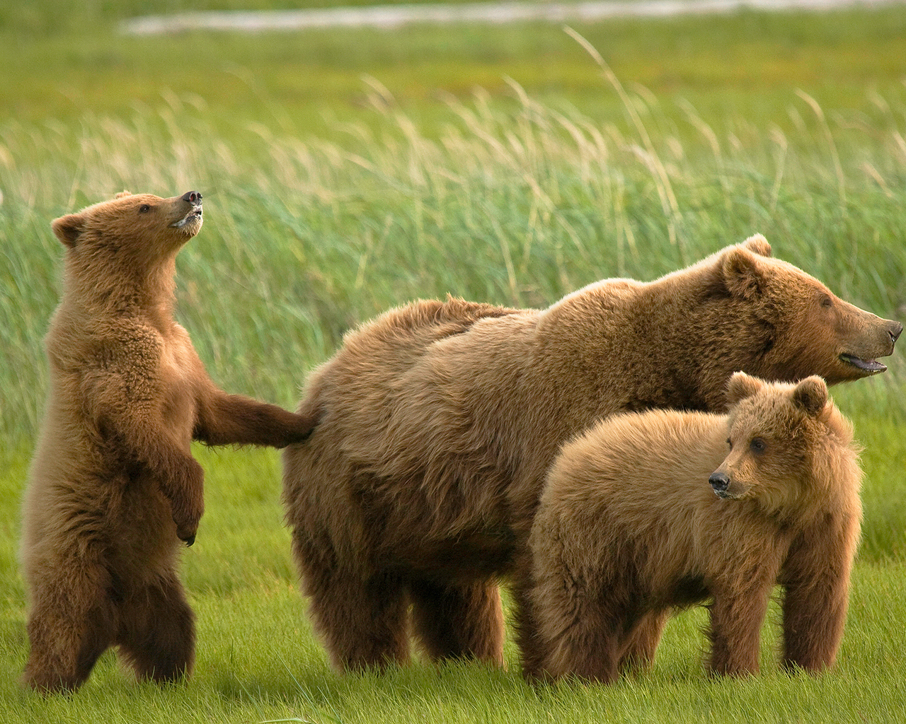 Медведь и медвежата