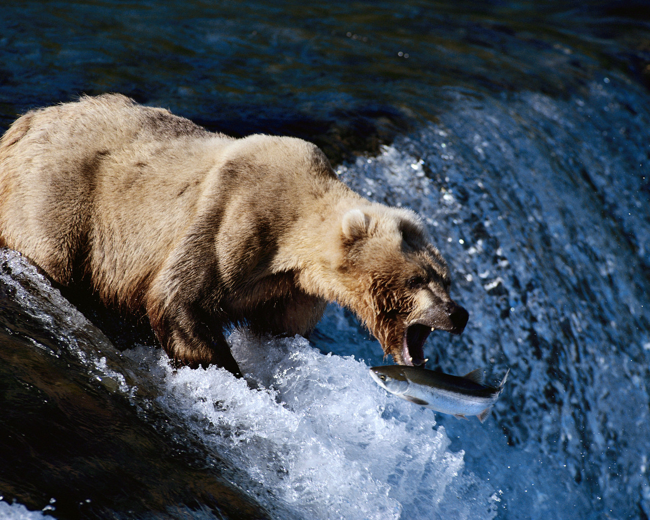 Медведь на рыбалке