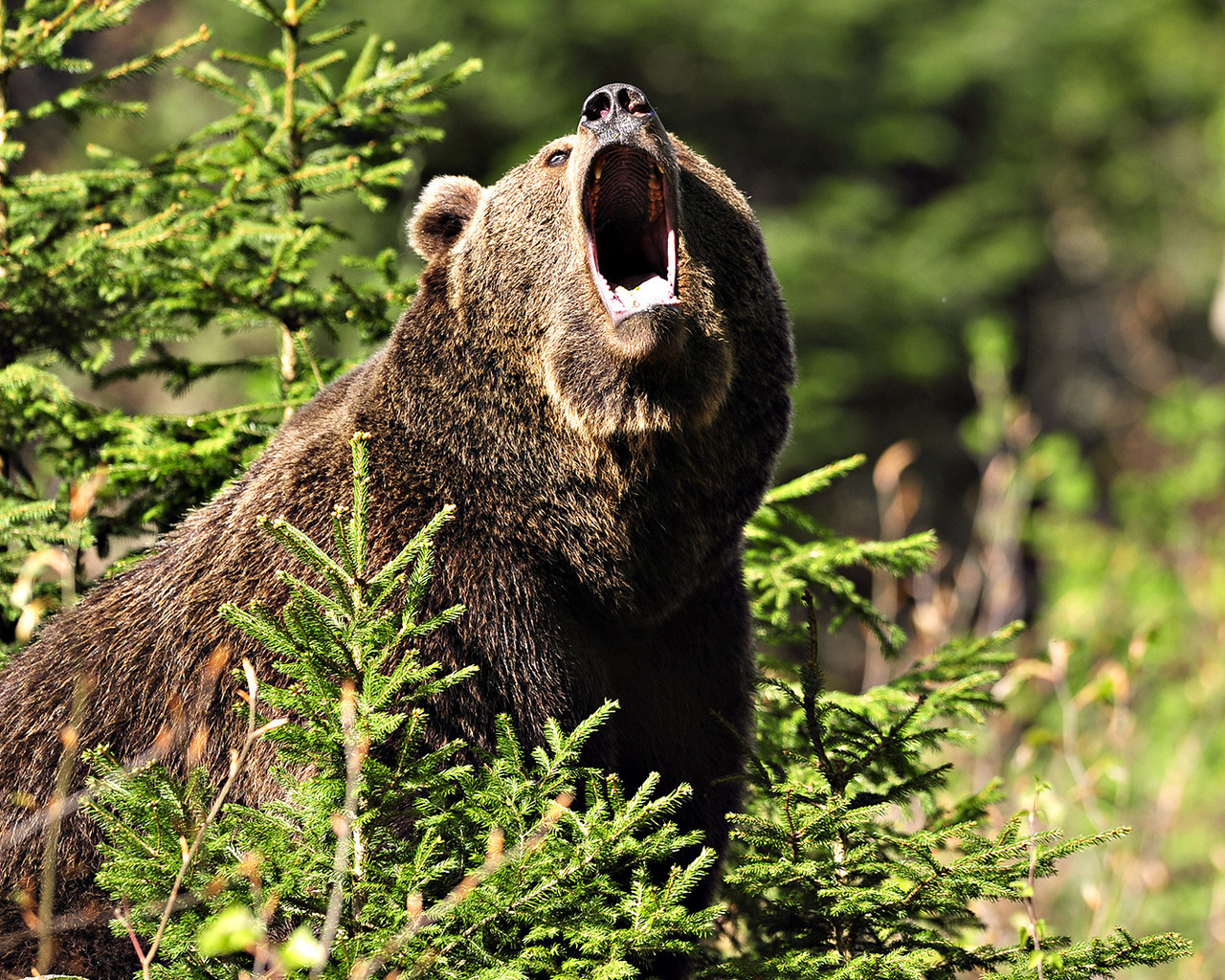 Медведь Гризли