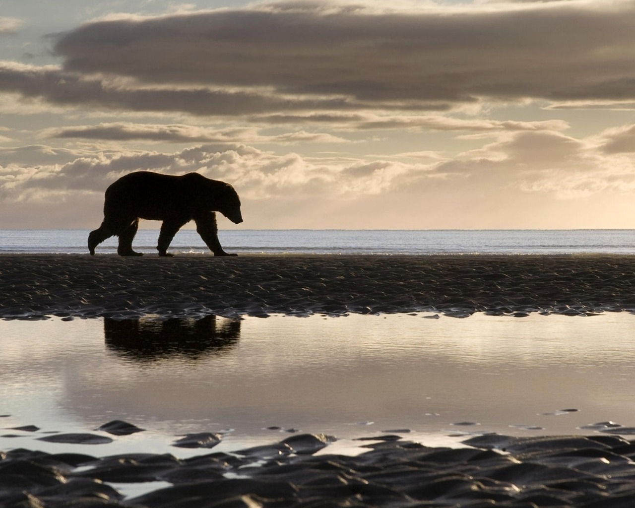 Медведь на берегу