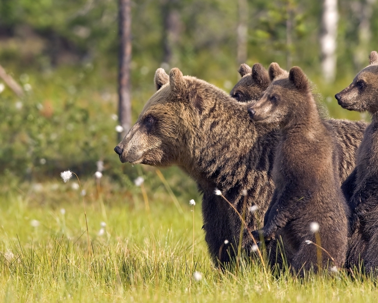 Медвежата и медведица