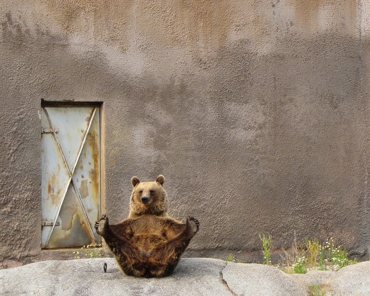 Бурый медведь