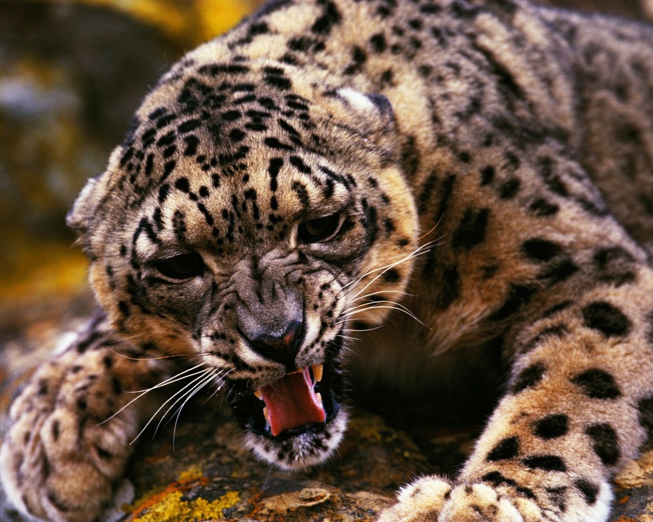 Оскалившийся гепард