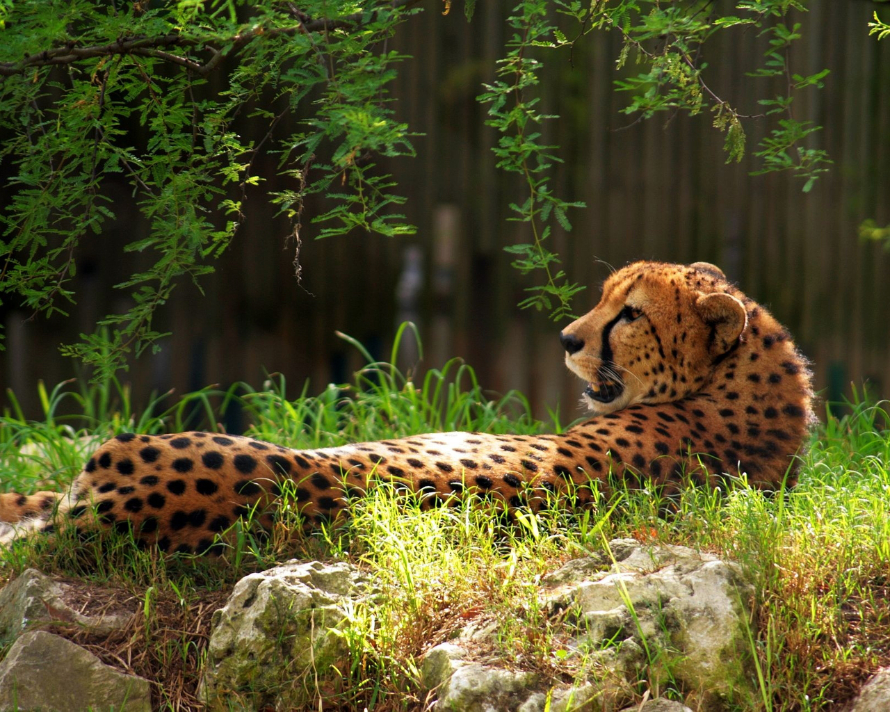 Гепард в траве