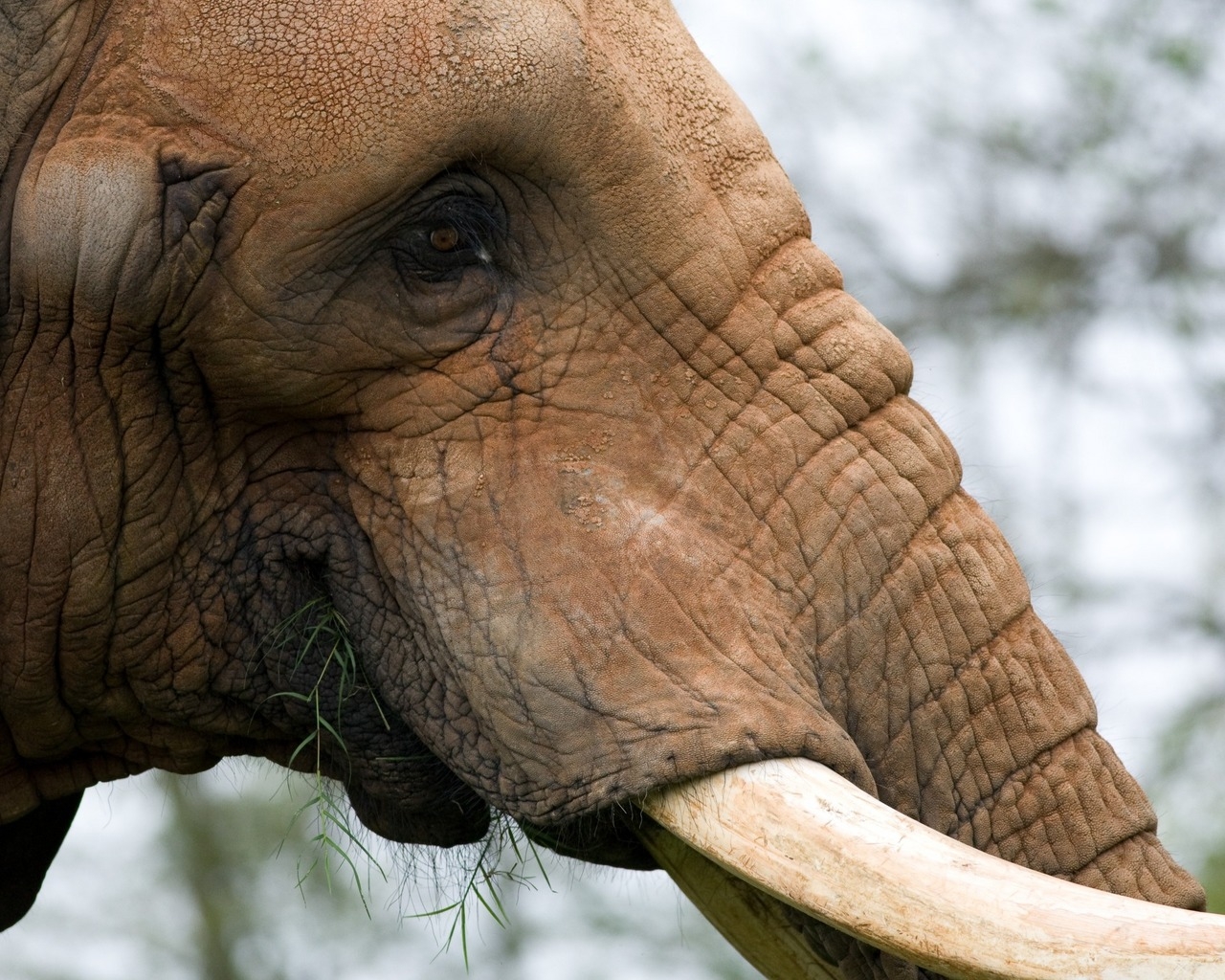 Жующий слон