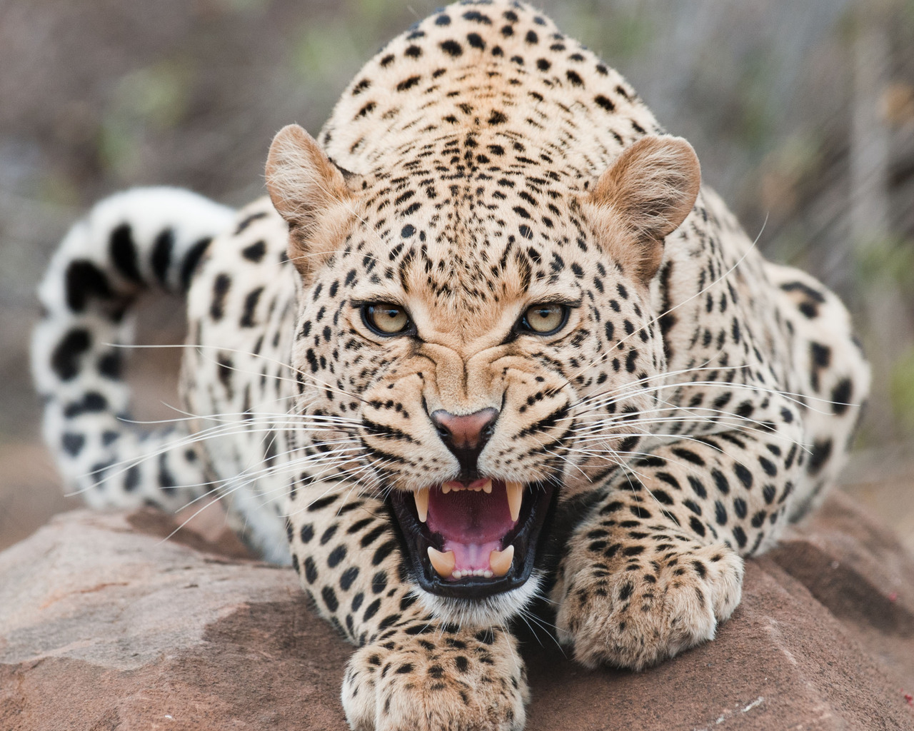 Огрызающийся леопард
