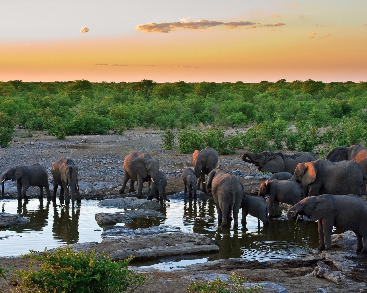 Слоны на водопое